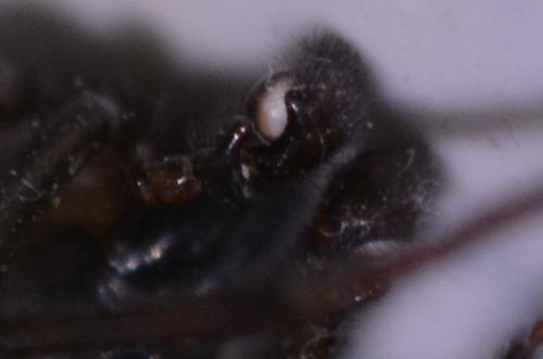 Amaurobius ferox
